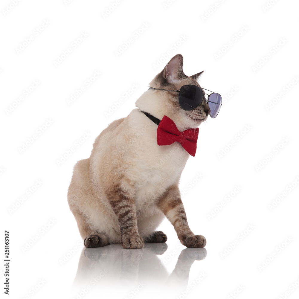seated classy burmese cat wearing sunglasses looks down to side