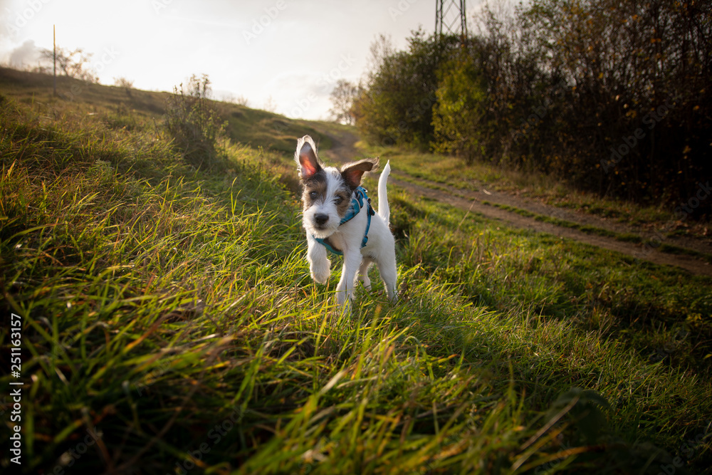 Parson Russell Terrier Puppy in Autumn Parson Russell Terrier Puppy in Autumn