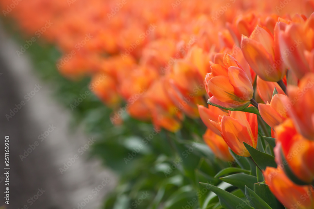 Close up orange Dutch tulips