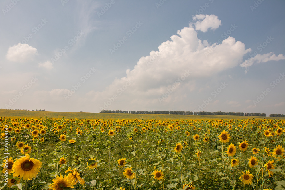 Obraz premium field of sunflowers and blue sky