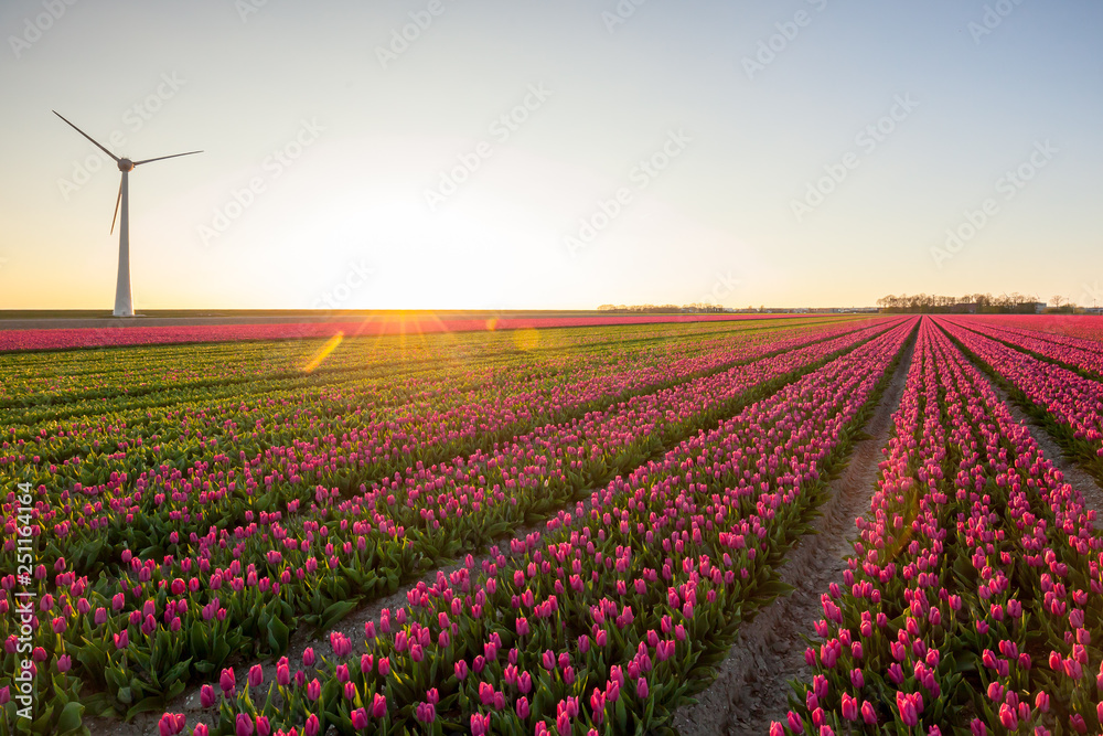 Tulips field plant