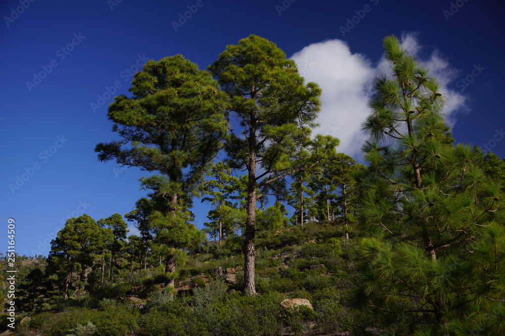 Fototapeta premium Gran Canaria - Mountains