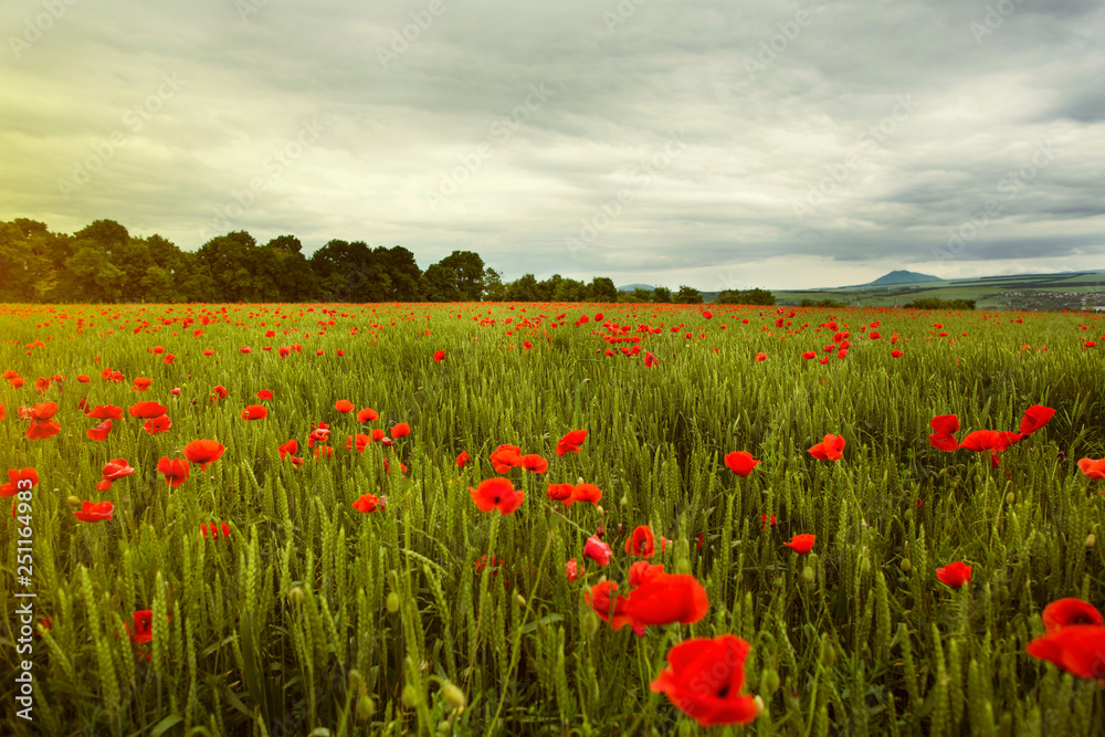 Poppy field in spring and rain cloudy sky at sunset lighting
