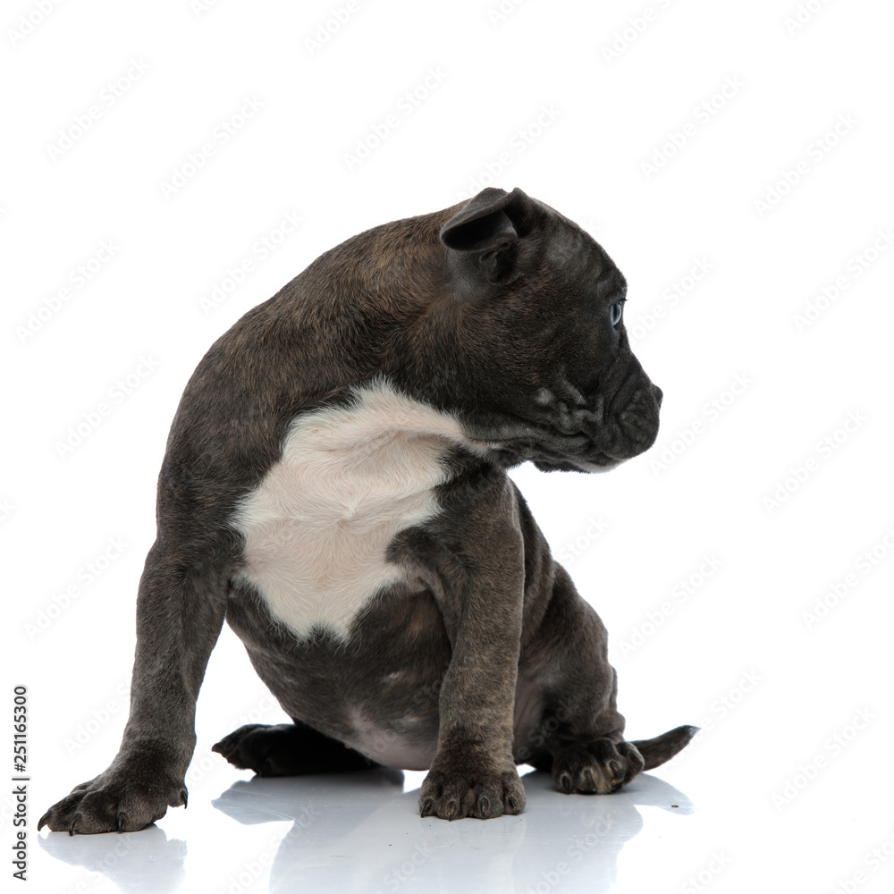 Naklejka premium little dog american bully looking away