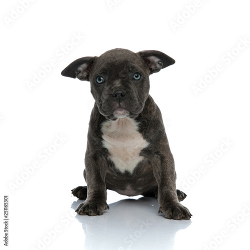 little puppy american bully sitting