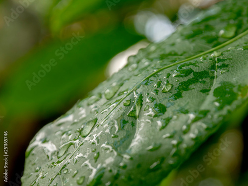 Drops of water on green leaves.soft focus.
