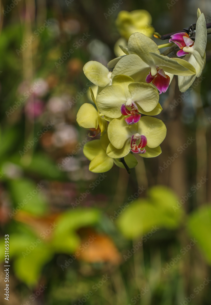 Obraz premium Spring Flowers