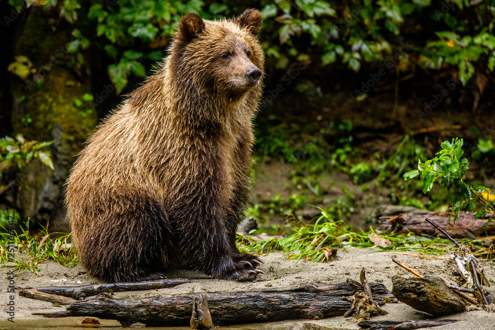 Bear Cub Waits