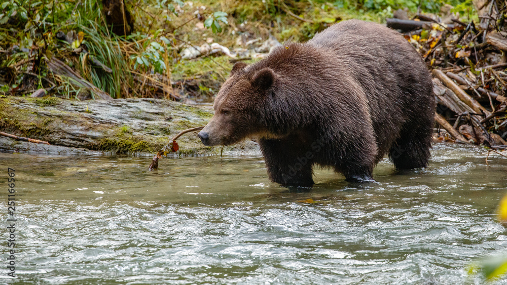 Grizzly Bear Wading Grizzly Bear Wading