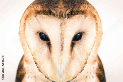 Fototapeta Naklejka Na Ścianę i Meble -  owl face in high resolution