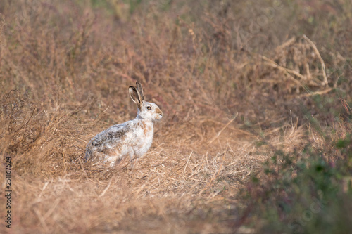 whitish hare in bushy vegetation