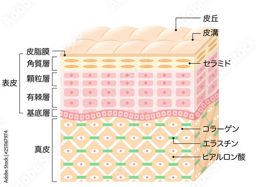 肌の構造　断面図