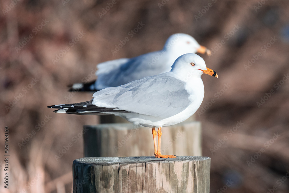 Obraz premium Seagulls
