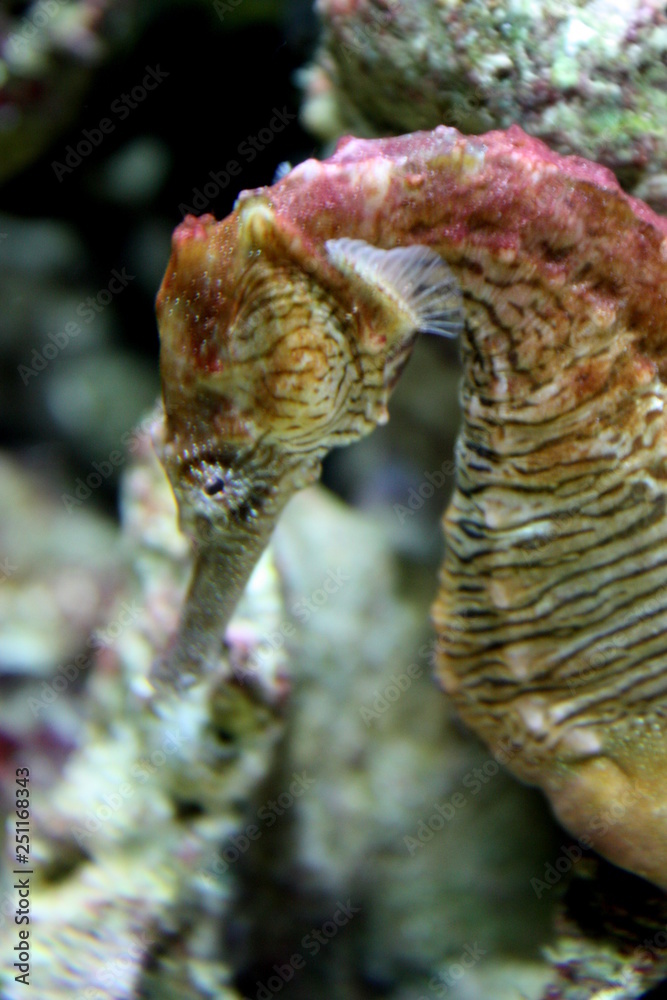 Seahorse Seahorse