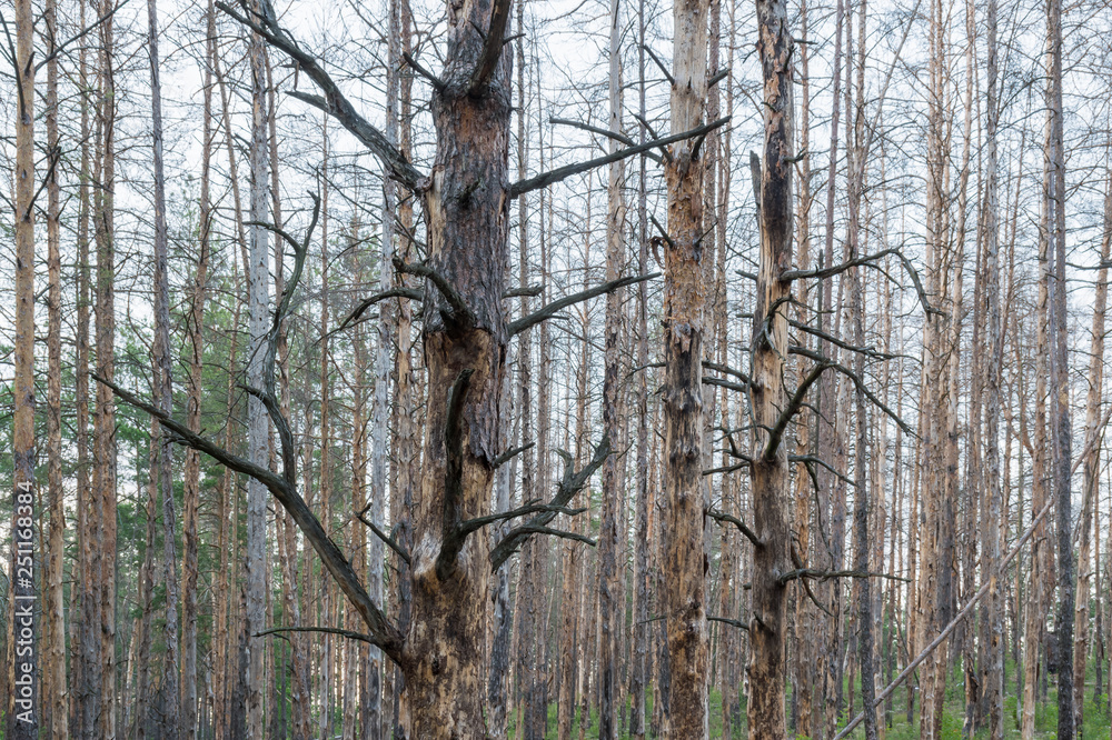 Obraz premium Charred in the fire during a fire tree trunks in the forest