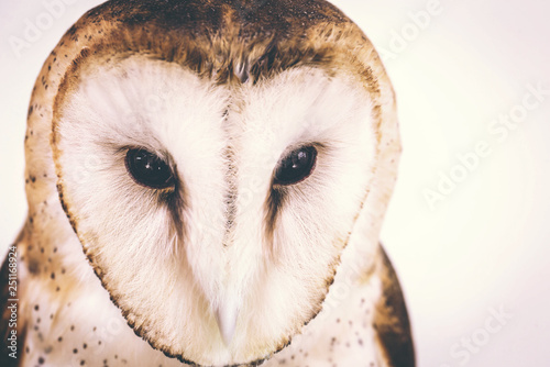 owl face in high resolution © RHJ