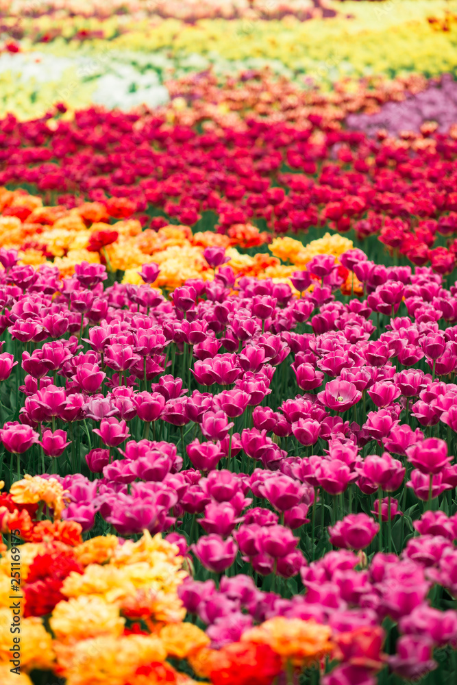 Beautiful meadow spring colorful tulips in the park Beautiful meadow spring colorful tulips in the park