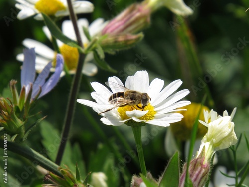 bee and chamomile