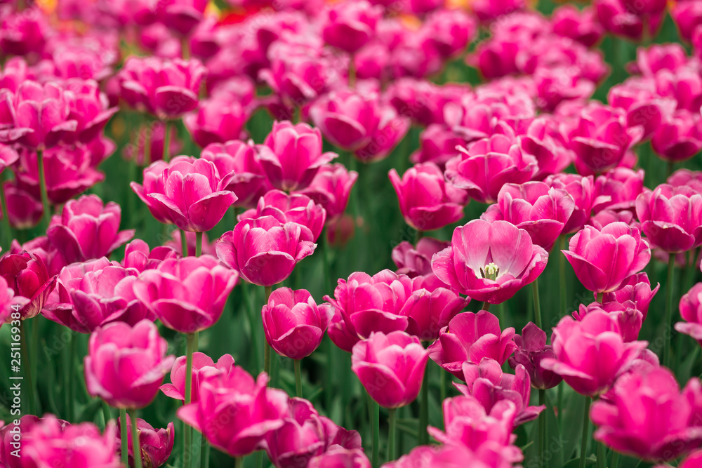 Awesome meadow spring pink tulips in the park Awesome meadow spring pink tulips in the park