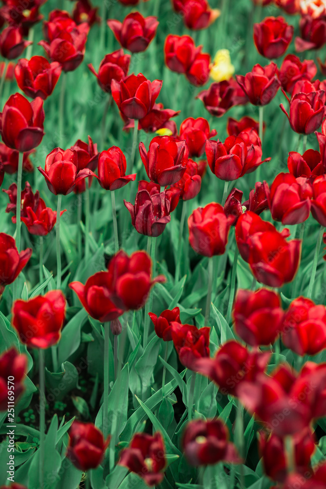 Obraz premium Awesome beautiful spring landscape with rows of tulips in the park