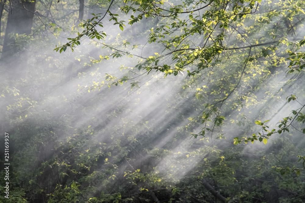 tree branch in smoke tree branch in smoke