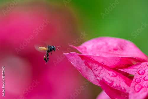 Insect flying on a pink flower to harvest pollen