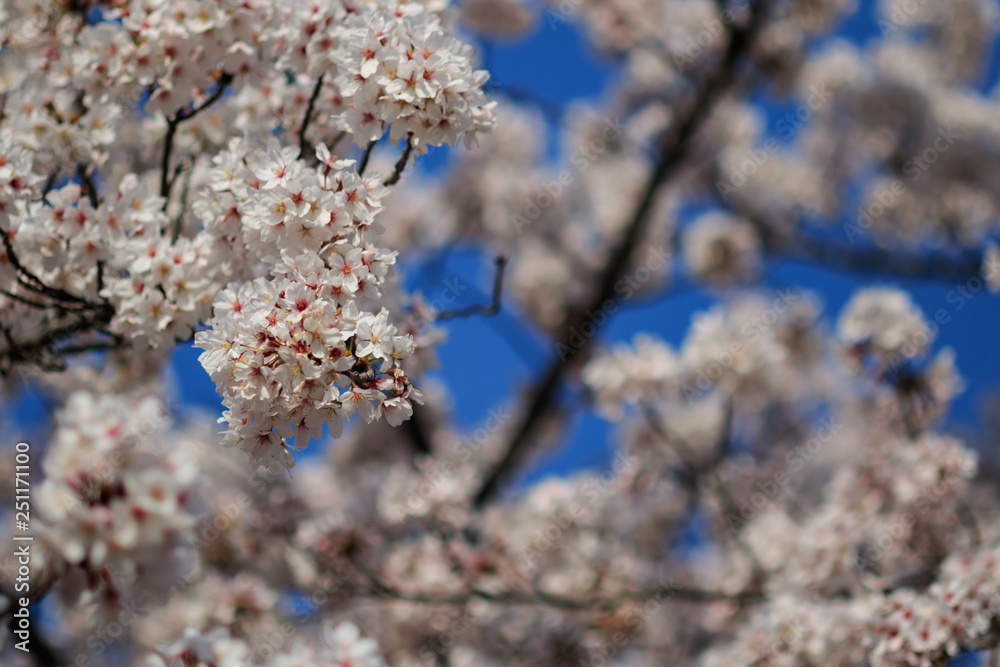 町田市　恩田川沿いの桜