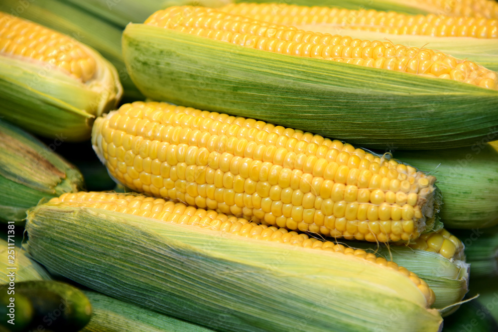 A lot of yellow Sweet corn group with green leaf cover and silk  in the market.