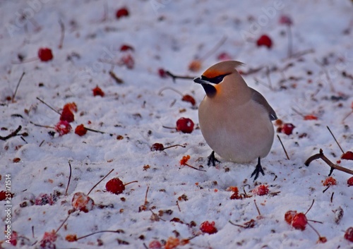 waxwing