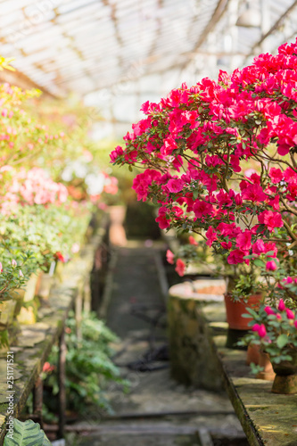Wallpaper Mural Flowering of colourful Azaleas in flower pots in old greenhouse Torontodigital.ca