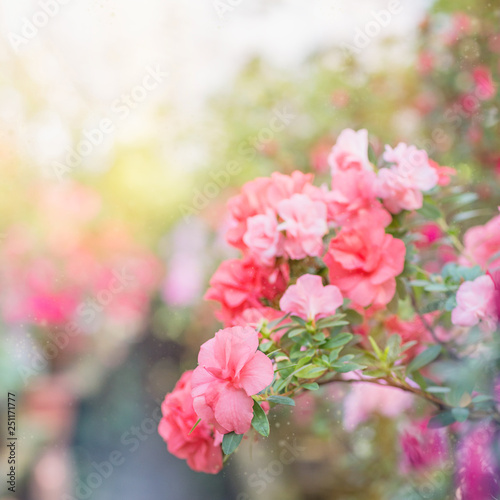 Flowering of colourful Azaleas in flower pots in old greenhouse