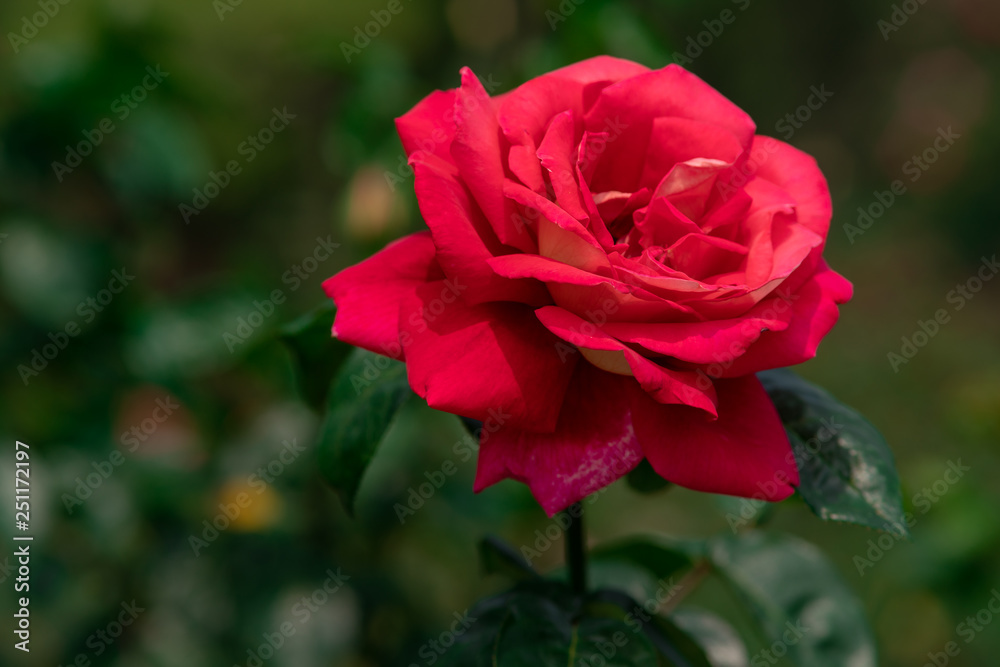 A closeup of a beautiful red rose in a botanic garden in the north of Thailand during winter with blurred background.