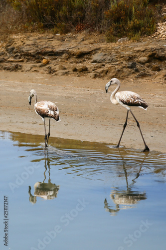 Falmingos in Camargue photo