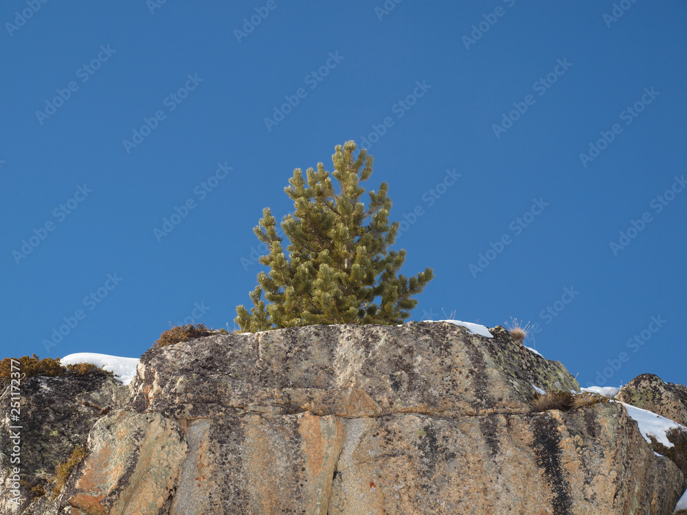 A cliff on a snowy slope against the blue sky with a lone tree on top.