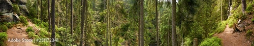 forest scenery in saxony
