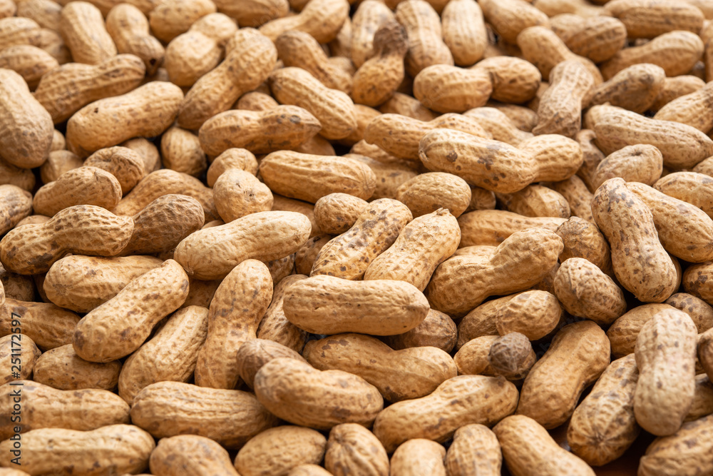 Peanuts harvested in Chiba, Japan Peanuts harvested in Chiba, Japan