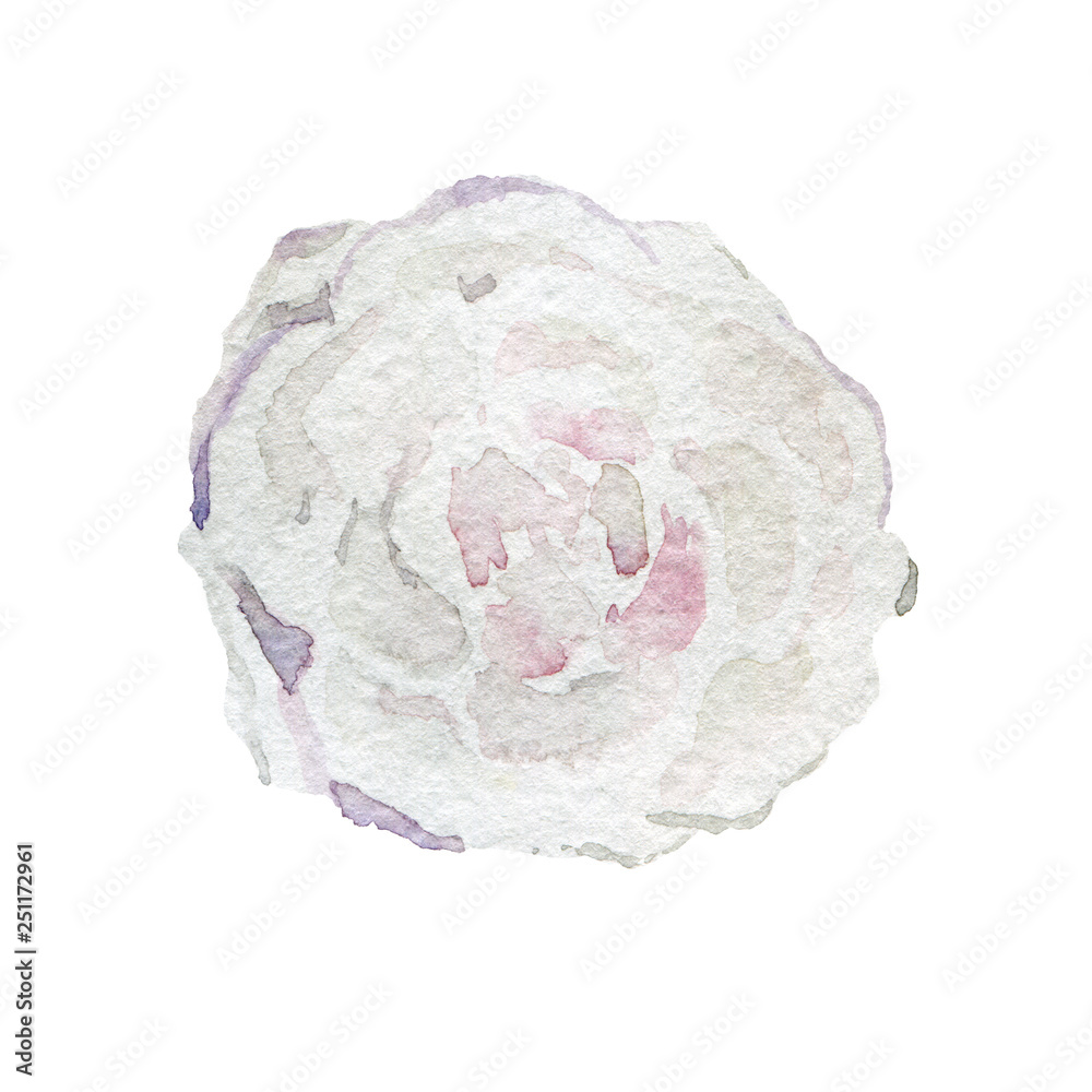 Obraz premium Watercolor hand-paint. White flower bud background. Illustration isolated on white.