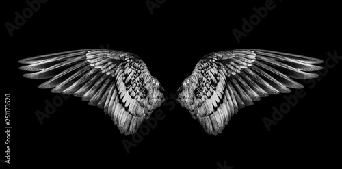 Wings of birds isolated on black background