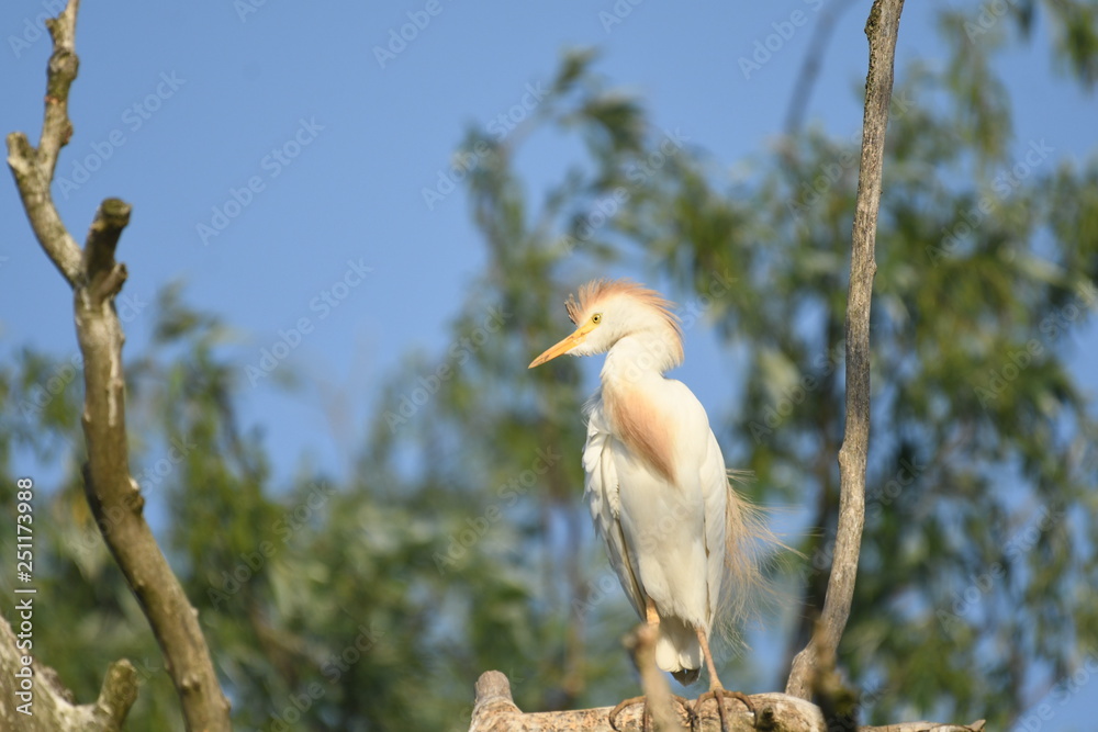 Cattle Egret (Bubulcus ibis) 