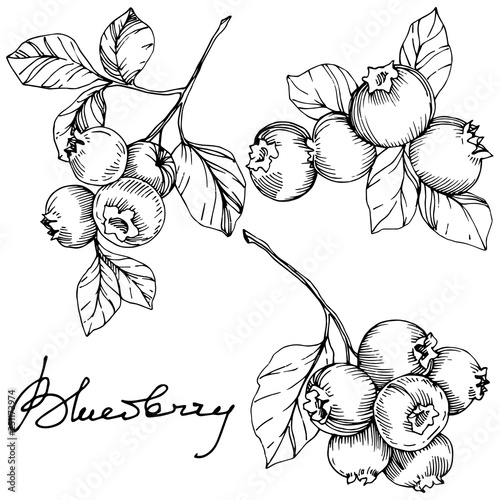 Vector Blueberry black and white engraved ink art. Berries and leaves. Isolated blueberry illustration element.
