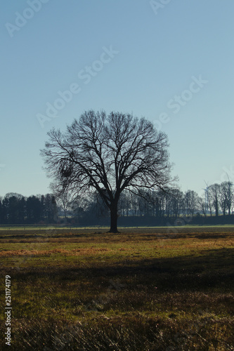 Single tree in february