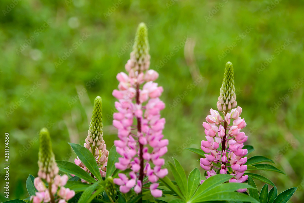 Floral summer background, soft focus. Blooming Lupin. Blurred background. Floral summer background, soft focus. Blooming Lupin. Blurred background.