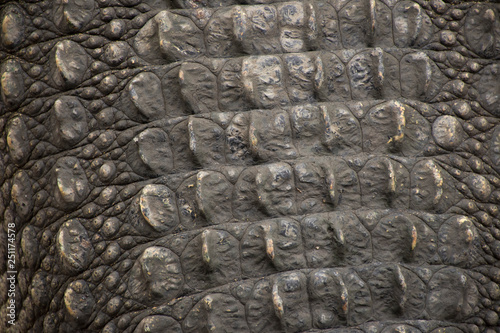 Skin of crocodiles sleeping and resting in the park