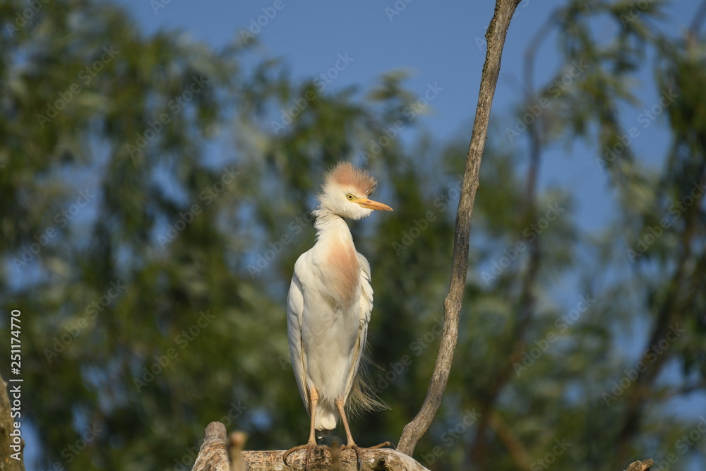 Cattle Egret (Bubulcus ibis) 