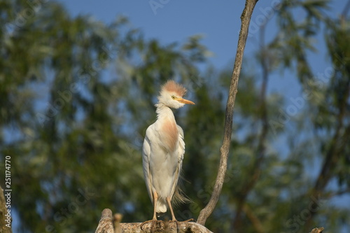 Cattle Egret (Bubulcus ibis) 