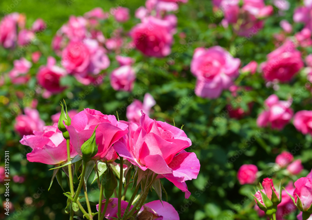 Rose garden at spring time Rose garden at spring time