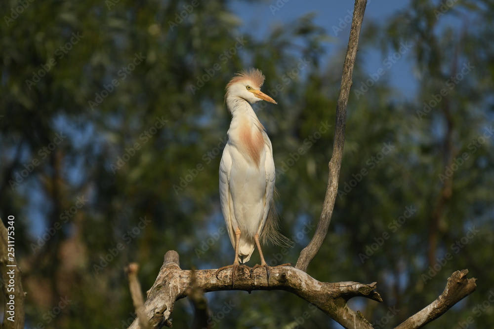 Cattle Egret (Bubulcus ibis) 