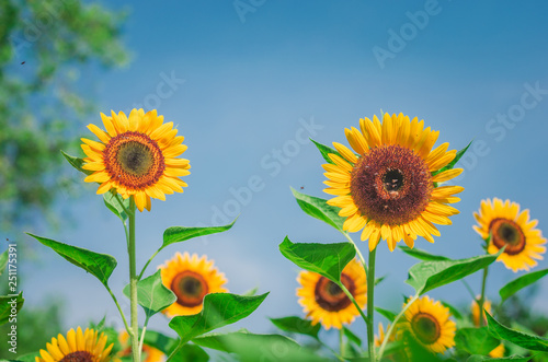 sun flowers in field beautiful plantation in nature park with sunlight in blue sky background.