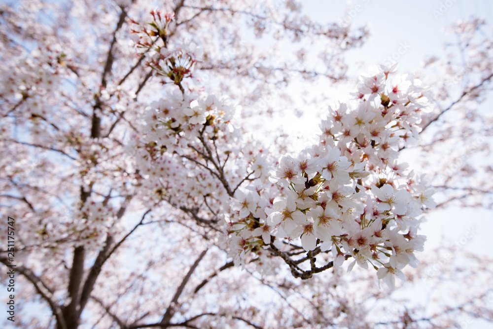 cherry blossoms cherry blossoms