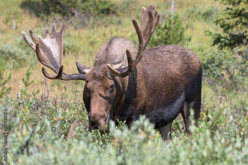 Shiras Moose in Colorado. Shiras are the smallest species of Moose in North America Shiras Moose in Colorado. Shiras are the smallest species of Moose in North America